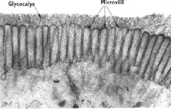 <p>projections that increase the cell's surface area for maximum absorption of nutrients</p>