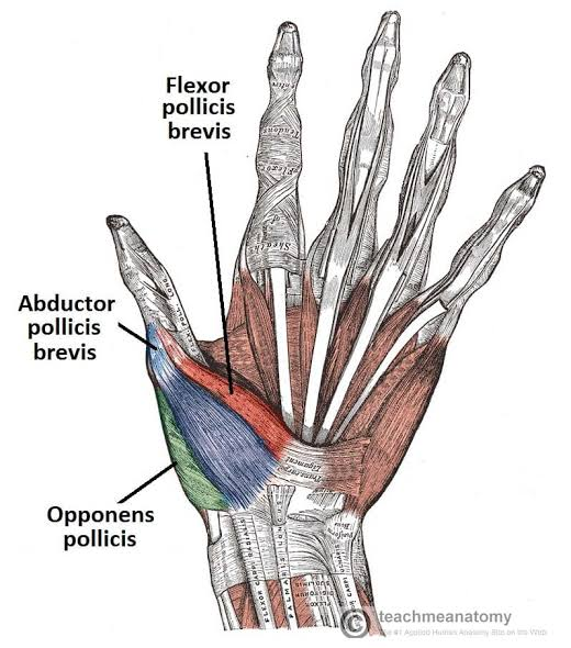 <p>abductor pollicis brevis </p>