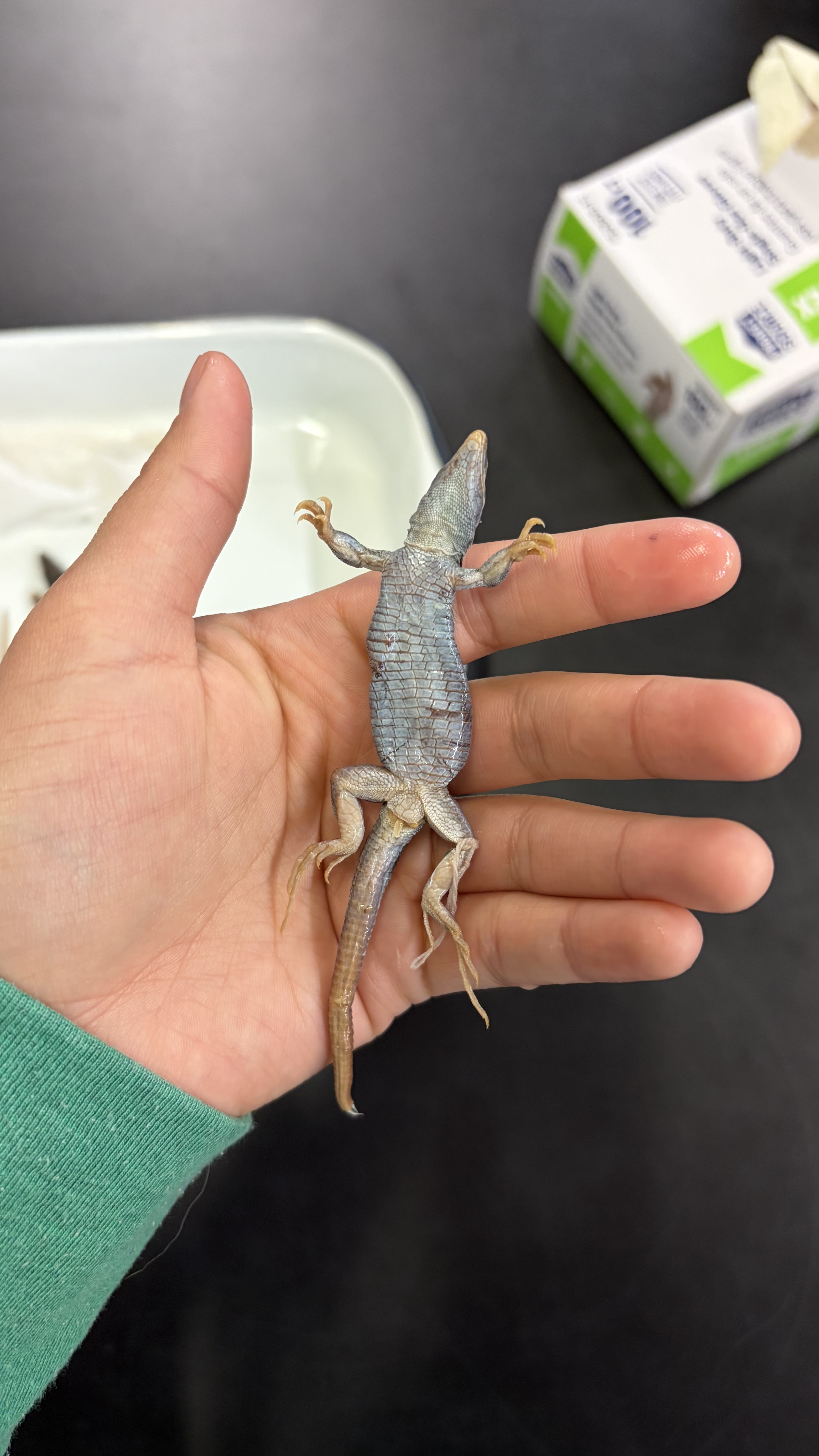 <ul><li><p>Squamata</p><ul><li><p>Scincomorpha</p><ul><li><p>Teiidae</p><ul><li><p><em>Aspidoscelis inornata</em></p></li></ul></li></ul></li></ul></li></ul><p></p>