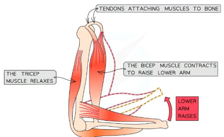 <ul><li><p>The&nbsp;<strong>bicep contracts</strong>&nbsp;and the&nbsp;<strong>tricep relaxes</strong></p></li><li><p>As the bone can't be stretched the arm<strong>&nbsp;flexes around the joint</strong></p></li><li><p>A muscle that bends a joint during contraction is known as a&nbsp;<strong>flexor</strong>&nbsp;(the bicep in this case)</p></li><li><p>This brings the tricep into its full length so that it can contract again</p></li></ul><p></p>