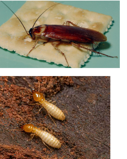 <p>What class are these bugs in </p>