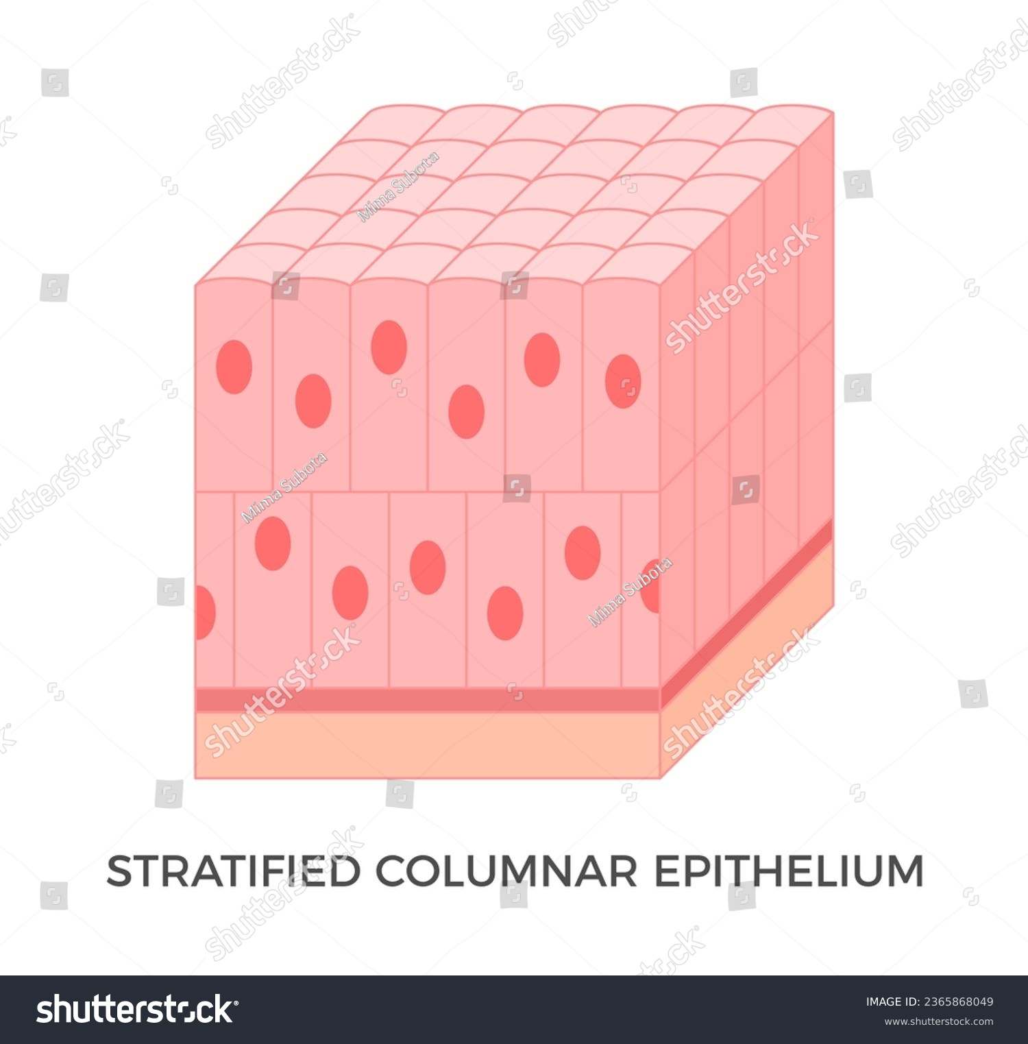 <p>Found in select parts of <strong><em>respiratory, digestive, reproductive</em></strong></p><p>Function in <strong><em>secretion and protection</em></strong></p>