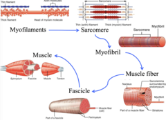 <p>- Muscle → Fascicle → Muscle Fiber (cell) → Myofibrils → Sarcomeres (repeating units inside myofibrils)</p>
