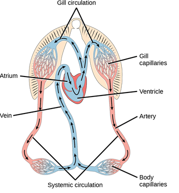 <p>two-chambered heart with one atrium and one ventricle</p><p></p>