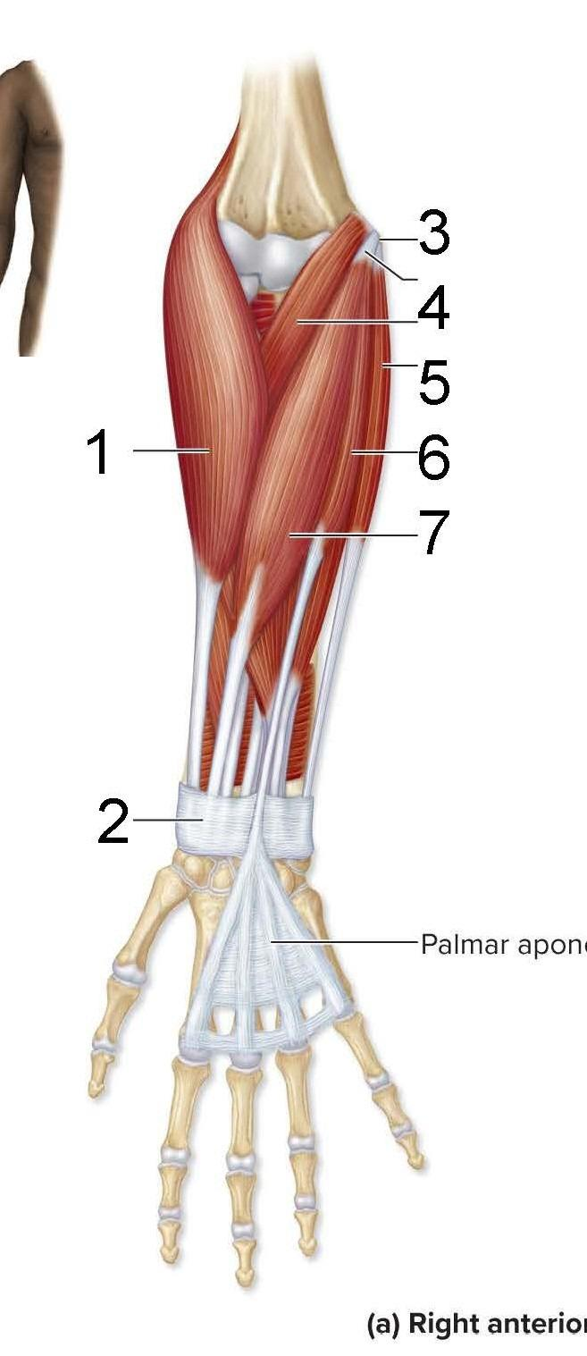 <p>What is identified in the photo 1,4,5,6,7</p>