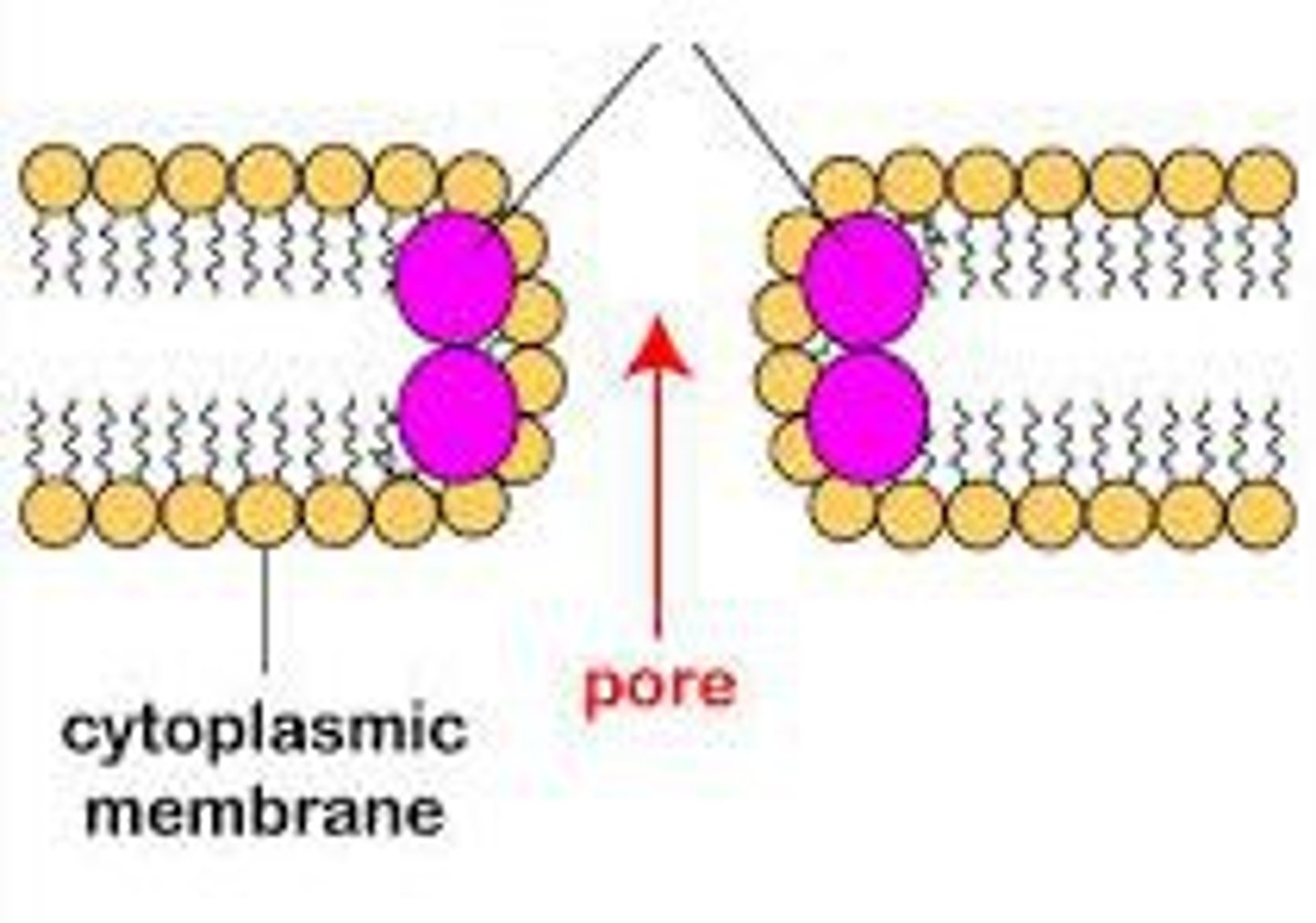 <p>Chemical plant defence</p><p>Small cysteine-rich proteins that are anti-microbial by interfering with the plasma membrane of pathogens, inhibits iron transport channels</p>