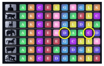<p>● Conserved when constantly cutting between species</p><p>● Stability of protein when found in a row</p>