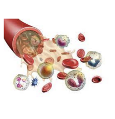<p>Anemia</p><p>Polycythemia Vera</p><p>Leukocytosis</p><p>Hemophilia</p><p>Sickle Cell Disease</p><p>Thalassemia</p><p>Von Willebrand Disease</p>