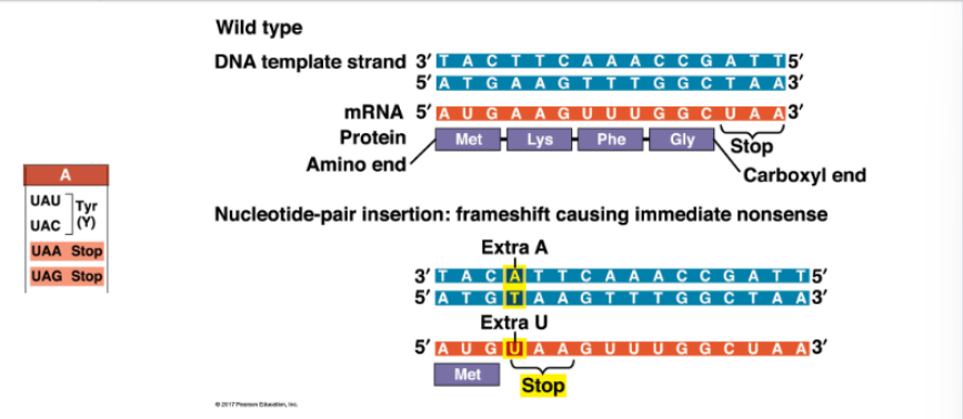 <p>AAG codon becomes UAA codon, so Lys becomes STOP — truncated protein</p>