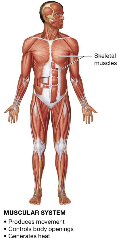 <p>MUSCULAR SYSTEM</p>