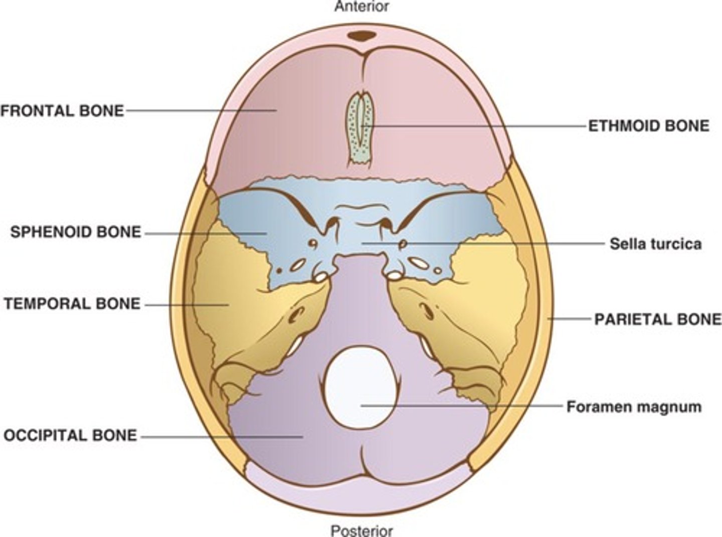 <p>Frontal, parietal, temporal, occipital, sphenoid, and ethmoid bones.</p>
