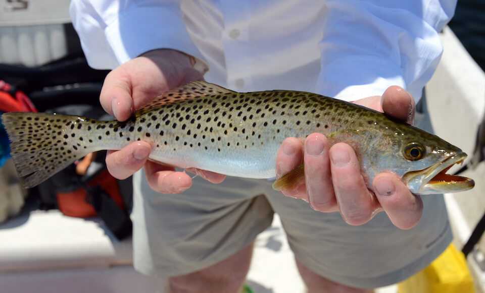<p>Spots on back onto dorsal fin and tail, two canine teeth, silver belly</p>