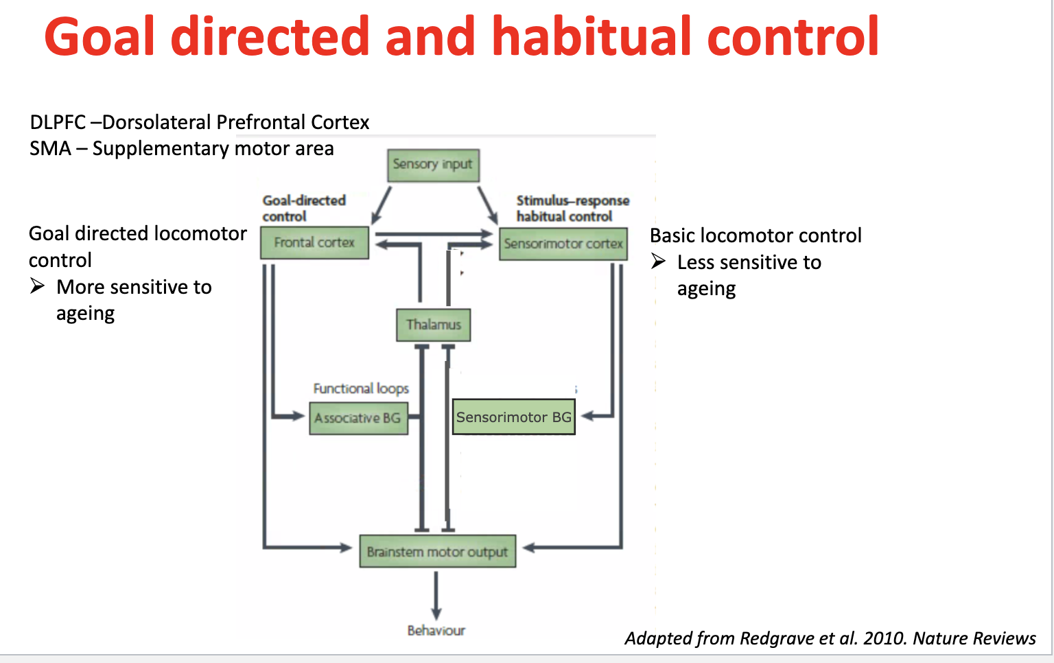<ul><li><p>Controlled by:</p><ul><li><p><strong>DLPFC (dorsolateral prefrontal cortex)</strong></p></li><li><p><strong>SMA (supplementary motor area)</strong></p></li><li><p><strong>Frontal cortex + associative basal ganglia loops</strong></p></li></ul></li><li><p>Role: <strong>planning, decision-making, flexible movement</strong></p></li></ul><p>→ <strong>More sensitive to ageing</strong> → declines earlier</p>
