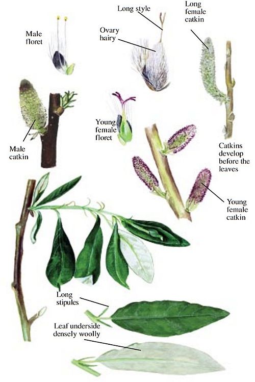 <ul><li><p>Thick leaves with silvery fuzzy undersides</p></li><li><p>Tall willow shrub/small tree</p></li><li><p>Velvety new shoots</p></li><li><p>Large catkins in spring</p></li><li><p>Gravel bars & floodplains</p></li><li><p>Major moose browse species</p></li></ul><p></p>