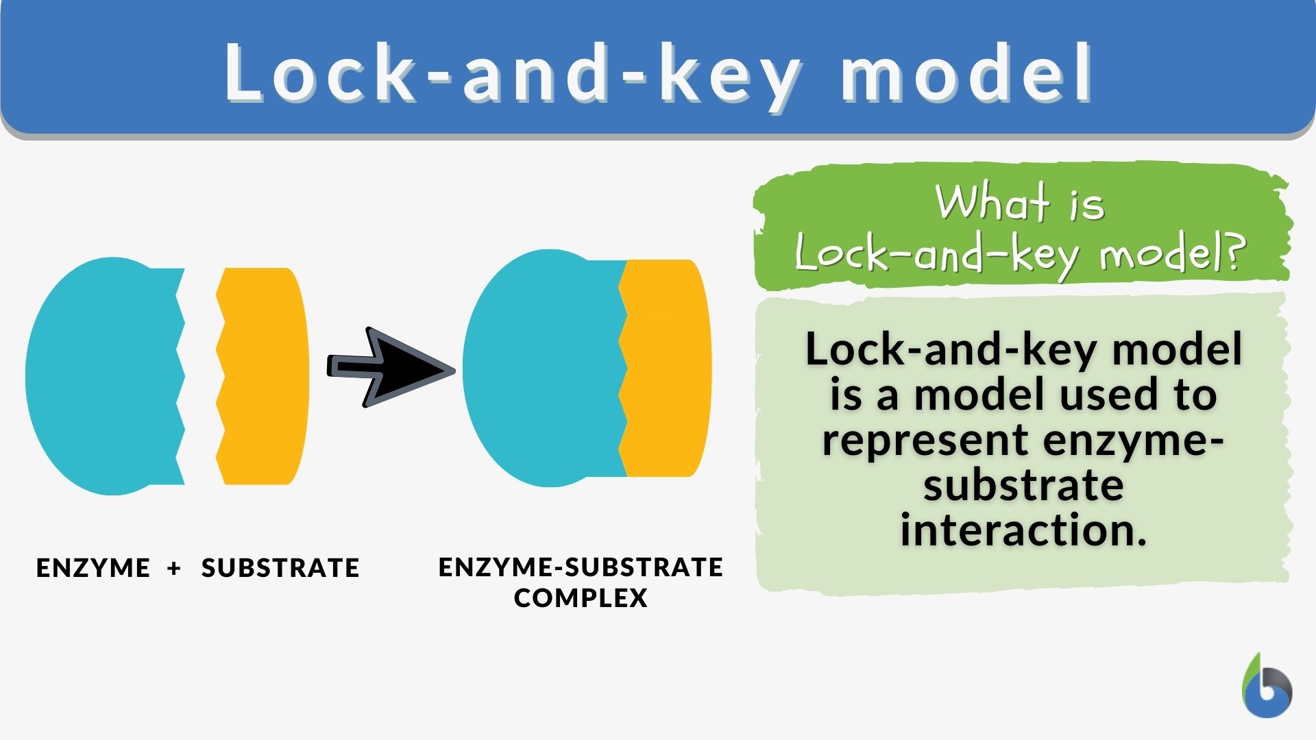 <p>The model that describes a substrate fitting a complementary enzyme active site.</p>