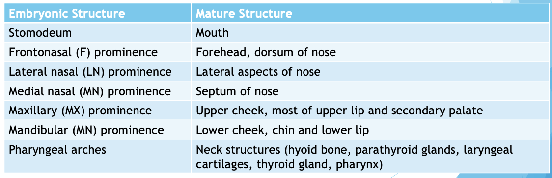 <ul><li><p>face and neck development occurs b/w 4-10 wks GA</p></li><li><p>complex process involving cells from ectoderm, mesoderm, endoderm, and crest w/ the involvement of 6 pairs of pharyngeal arches</p><ul><li><p>pharyngeal arches play a dominant role in building face and neck</p></li></ul></li><li><p>fetal face is made up of 5 main tissue buds (prominences)</p></li><li><p>failure of development or fusion of prominences contributes to the majority of facial abnormalities</p></li></ul><p></p>