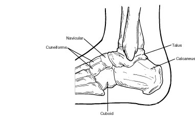 <p>tarsal </p>