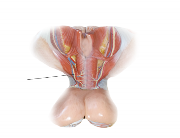 <p><span>Name the structure</span></p>