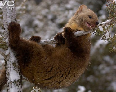 <p>American marten </p>