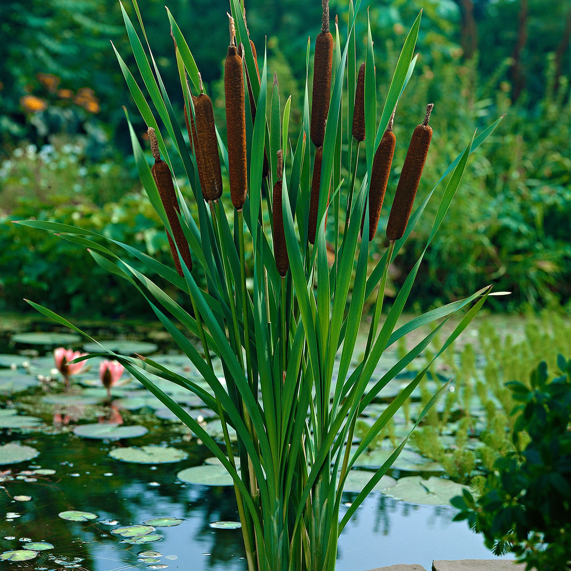 <p><em>Typha angustifolia</em> height</p>