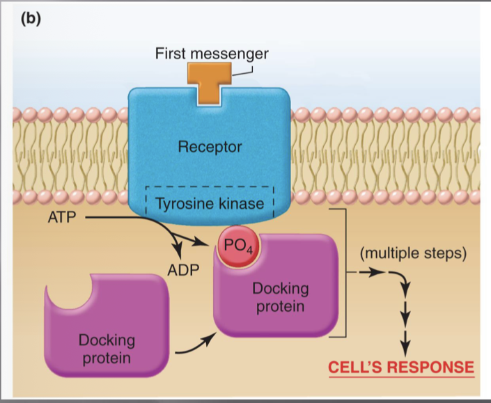 <p>Receptor had protein kinase activity (usually tyrosine kinases) —> ligand binding activates enzymatic portion. Creates cascade of events which leads to desired response.</p>