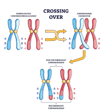 <p>Crossing over</p>