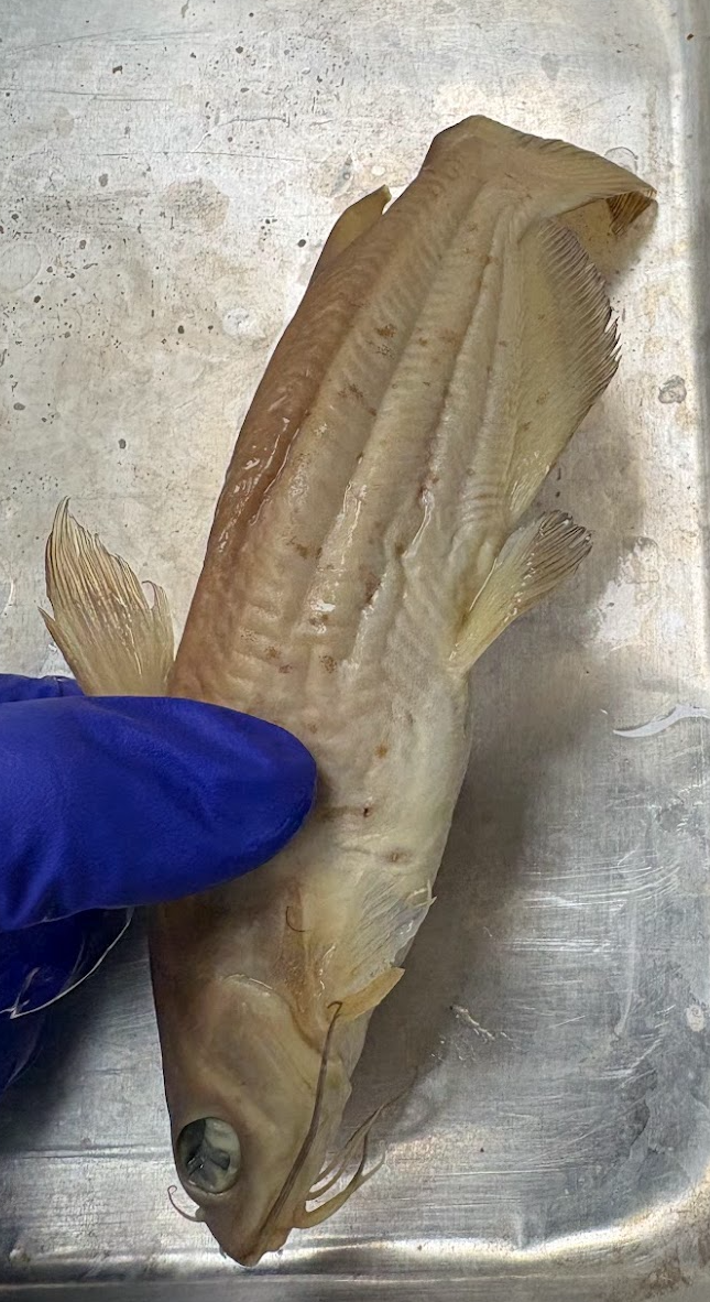 <p><span style="background-color: transparent;">Ictalurus punctatus</span></p>
