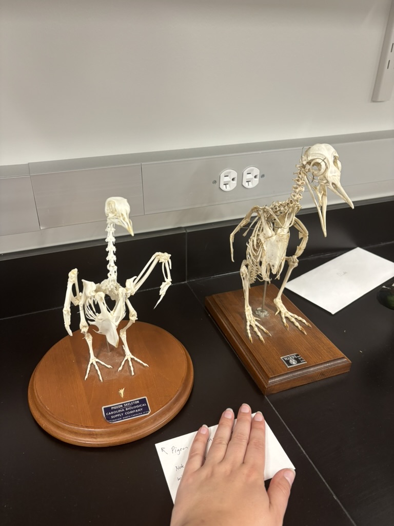 <p>What are these (phylum, subphylum, superclass, class, common name)?</p>