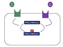 <p>- Insulin: Dephosphorylates PFK2/F16BP → ↑ Fructose 2,6 BP → Activates Glycolysis</p><p>- Glucagon: Phosphorylates PFK2/F16BP → ↓ Fructose 2,6 BP → Activates Gluconeogenesis</p>