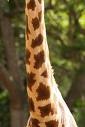 <p>the neck</p>