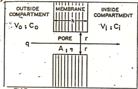 <ul><li><p><span style="background-color: transparent; font-family: "Arial Rounded", sans-serif;">Molekul zat terlarut dalam medium berair pada tempat absorpsi bergerak bersama-sama pelarut menembus membran melalui pori.</span></p></li><li><p><span style="background-color: transparent; font-family: "Arial Rounded", sans-serif;">Ion-ion yg muatan listriknya berlawanan dengan muatan membran yang membatasi pori maupun molekul netral dapat melalui pori.</span></p></li><li><p><span style="background-color: transparent; font-family: "Arial Rounded", sans-serif;">Molekul dengan diameter < 7 – 10 A<sup>o</sup> dapat melalui pori</span></p></li><li><p><span style="background-color: transparent; font-family: "Arial Rounded", sans-serif;">Molekul berbentuk bola dengan BM 150 dan &nbsp; &nbsp; &nbsp; &nbsp; &nbsp; &nbsp; &nbsp; &nbsp; &nbsp; Molekul berbentuk rantai dengan BM 400</span></p></li></ul><p><span style="background-color: transparent; font-family: "Arial Rounded", sans-serif;">&nbsp;&nbsp;&nbsp;&nbsp;🡪 dapat diabsorpsi&nbsp; secara transport konvektif</span></p>