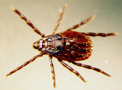 <p>Rhipicephalus sanguineus</p>