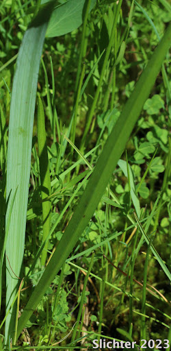 <p>Camassia quamash</p>