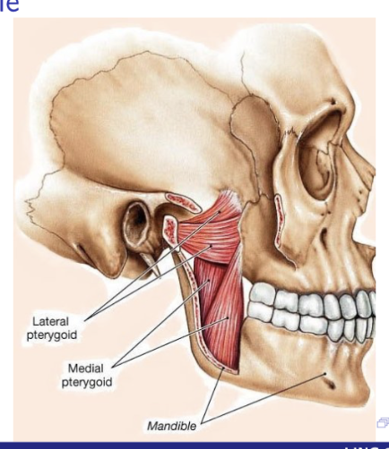 <p>sphenoid bone, palatine bone and maxilla </p>