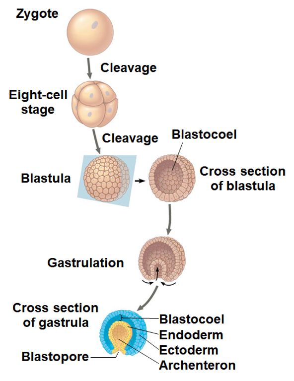<p>Cleavagelarva</p>