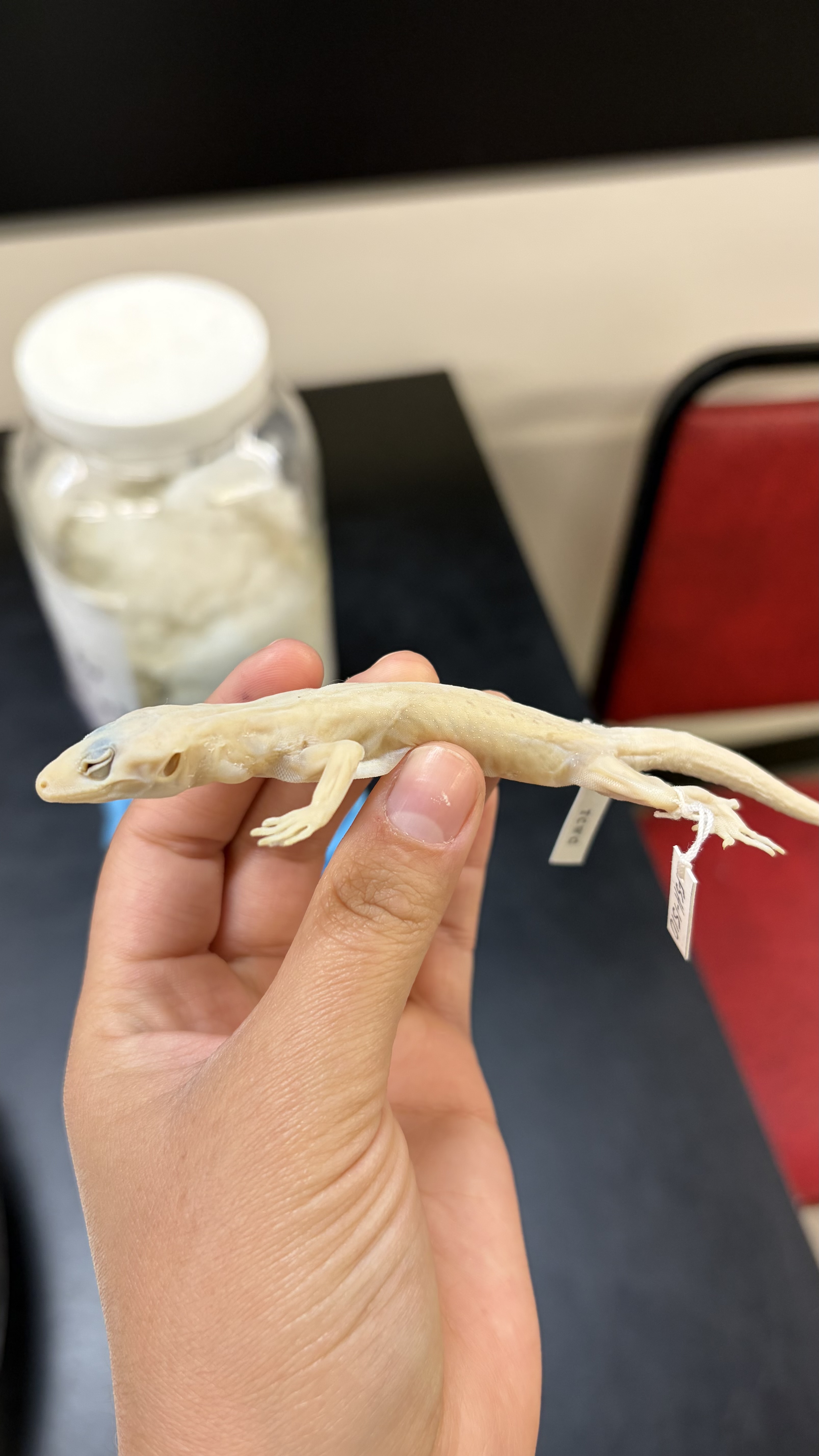 <ul><li><p>Order Squamata</p><ul><li><p>Clade Gekkota</p><ul><li><p>Eublepharidae</p><ul><li><p><em>Coleonyx reticulatus</em></p></li></ul></li></ul></li></ul></li></ul><p></p>