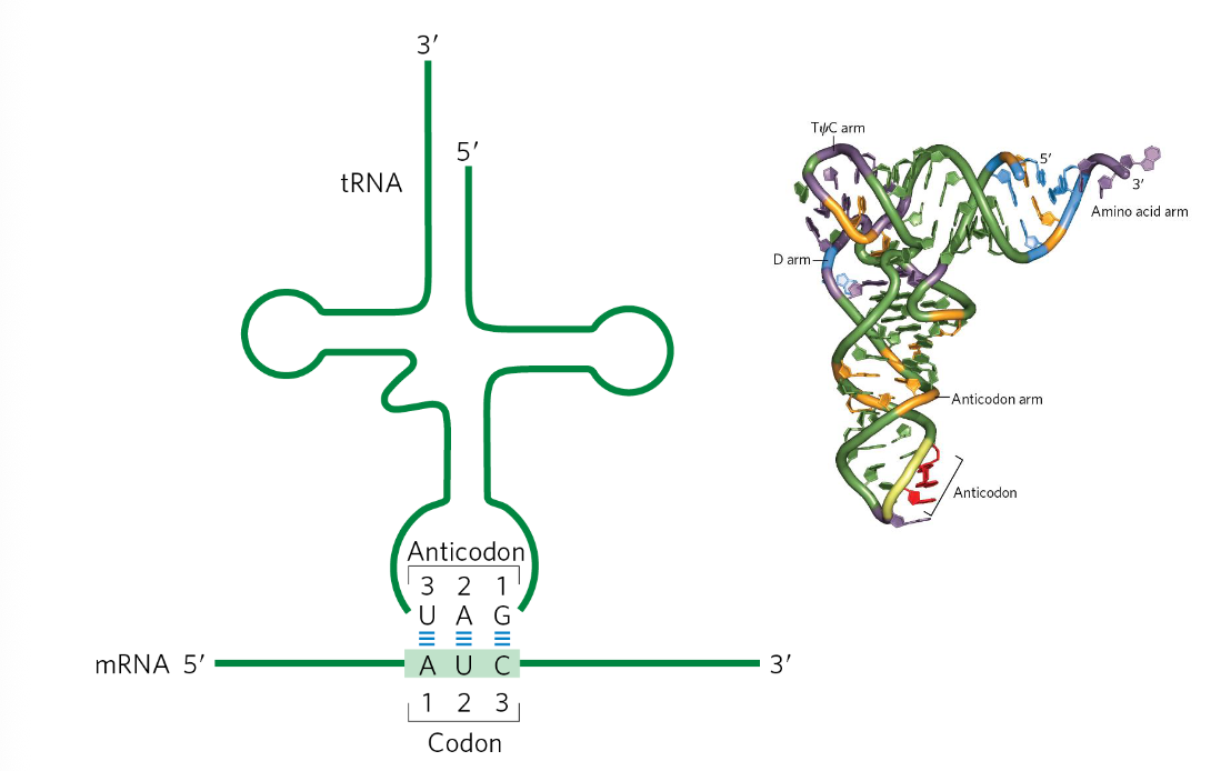 <ul><li><p>the anti-codon binds to the codon in an anti-parallel manner </p><ul><li><p>the first nucleotide of the codon binds to the 3rd nucleotide of the anti-codon</p></li></ul></li><li><p>the first 2 nucleotides of the codon will form strong W-C base pairing w/ the anti-codon</p></li></ul><p></p>