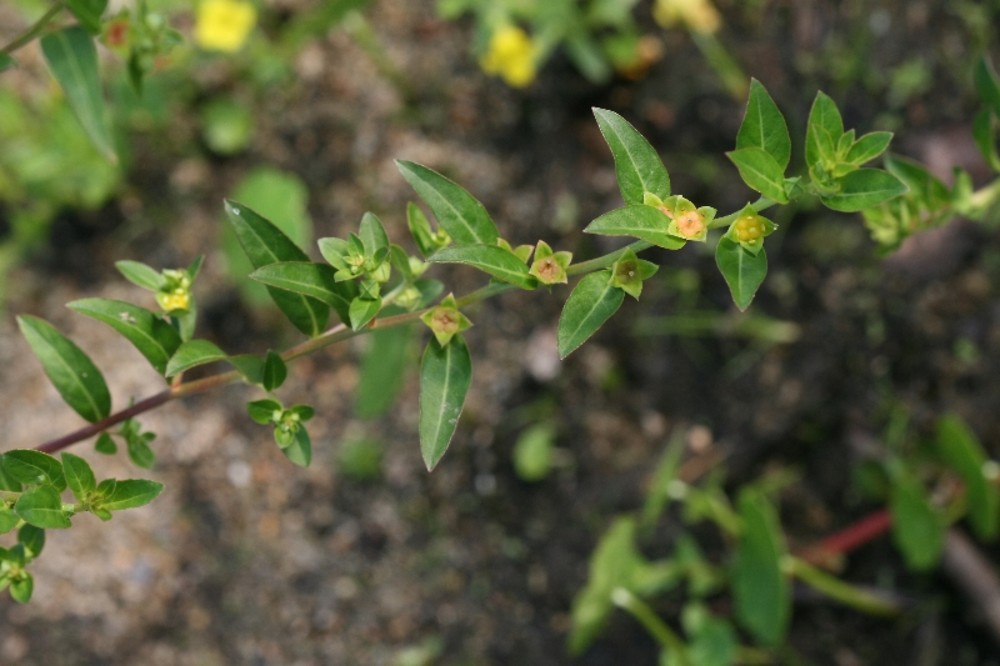 <p>thin leaves, fruits leave behind 4 pronged buds (rare species!)</p>