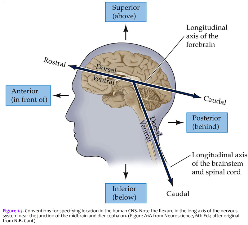 <p>the back side of the brain is _____.</p><ul><li><p>dorsal</p></li><li><p>anterior</p></li><li><p>posterior</p></li><li><p>ventral</p></li></ul><p></p>
