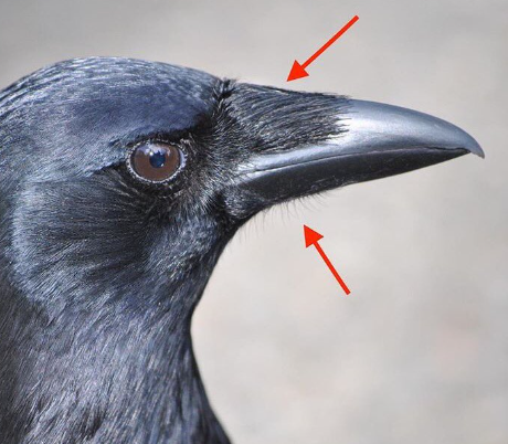 <p>Most passeriforms have these hair-like structures at the base of the beak/bill</p>
