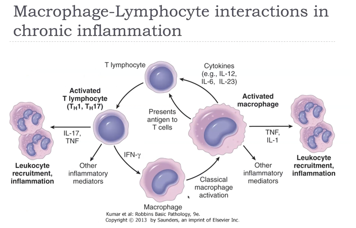 <p>In chronic inflammation, macrophages and lymphocytes engage in a powerful <strong>bidirectional activation loop</strong>. Activated <strong>macrophages</strong> present antigen and secrete cytokines such as <strong>IL‑12</strong>, which stimulates <strong>CD4⁺ T‑cell</strong> differentiation—especially Th1 and Th17 subsets. These T cells then release cytokines like <strong>IFN‑γ</strong> (from Th1) and <strong>IL‑17</strong> (from Th17), which further activate macrophages, enhancing their production of <strong>TNF, IL‑1, ROS, NO, and proteases</strong>. This cycle leads to <strong>persistent inflammation</strong>, <strong>ongoing tissue destruction</strong>, and <strong>fibrosis</strong>. Th2 cells can also influence macrophages by promoting <strong>M2 activation</strong>, driving repair and fibrosis through <strong>IL‑4, IL‑13, and TGF‑β</strong>. This macrophage–lymphocyte cross‑talk is the hallmark of chronic inflammation and explains why it becomes <strong>self‑sustaining and difficult to resolve</strong>.</p>