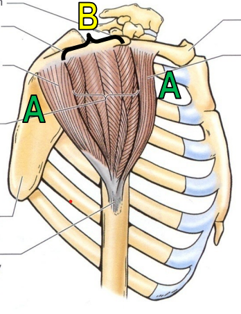 <p>shape: triangular</p><p>architecture: parallel (A), multipennate (B)</p>