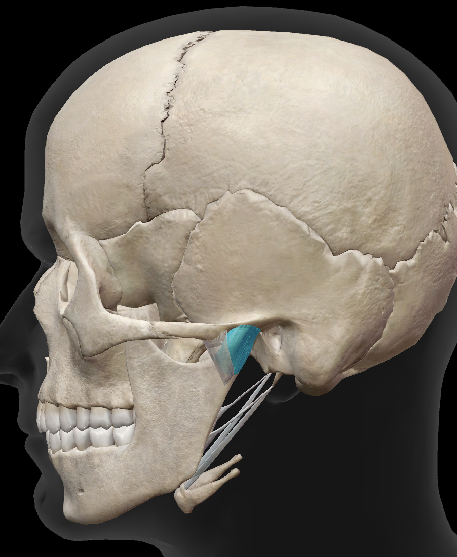 <p>joint</p>