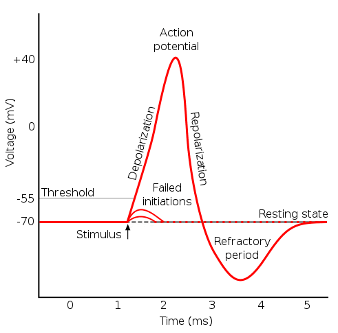 <p>Action potential; at rest (when a neuron is not signaling), the inside of the cell is ______ compared to the outside of the cell</p>