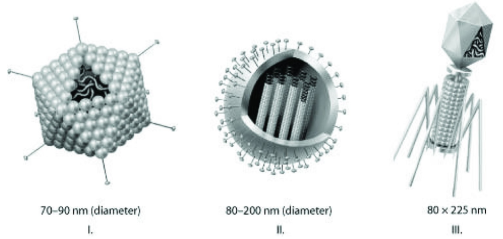 <p>26) Which of the three types of viruses shown would you expect to have glycoproteins among its components?</p><p>A) I and II only </p><p>B) III only </p><p>C) I only </p><p>D) II and III only</p>