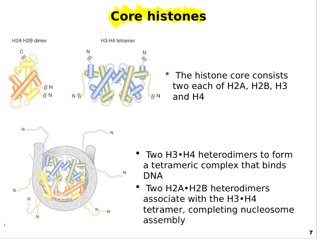 <p><span>This slide details the <strong>composition and organization of the histone core</strong>, which is central to nucleosome structure.</span></p><p><span><strong>Histone core composition:</strong></span></p><p><span>The histone octamer contains <strong>eight histone proteins:</strong></span></p><p><span>Two copies each of <strong>H2A</strong>, <strong>H2B</strong>, <strong>H3</strong>, and <strong>H4</strong>.</span></p><p><span>These histones are highly conserved and rich in positively charged residues, allowing strong interactions with the negatively charged DNA backbone.</span></p><p><span><strong>Subunit organization:</strong></span></p><p><span>Two <strong>H3–H4 heterodimers</strong> pair to form a stable <strong>H3–H4 tetramer</strong>.</span></p><p><span>Two <strong>H2A–H2B heterodimers</strong> then associate with the tetramer to complete the octamer structure.</span></p><p><span>This arrangement creates a core particle around which ~147 bp of DNA are wrapped.</span></p><p><span><strong>Diagram explanation:</strong></span></p><p><span>Top: Separate views of the <strong>H2A–H2B dimer</strong> and <strong>H3–H4 tetramer</strong>, highlighting their α-helical folds.</span></p><p><span>Bottom: The assembled histone core, showing the arrangement of dimers and tetramers and the protruding N-terminal tails.</span></p><p><span><strong>Functional note:</strong></span></p><p><span>The histone core provides a <strong>scaffold for DNA compaction</strong> while maintaining accessibility for gene regulation and chromatin remodeling.</span></p><p><span><strong>Key message:</strong></span></p><p><span>The precise assembly of histone dimers and tetramers is critical for nucleosome formation and overall chromatin structure.</span></p><p></p><p></p><p><strong>Scaffold</strong> basically means a <strong>supporting structure or framework</strong>.</p><p>In this context, the <strong>histone core acts like a scaffold for DNA</strong> because it provides a structure that the DNA can <strong>wrap around and be organized on</strong>.</p><p>Think of it like a <strong>spool</strong>:</p><ul><li><p><strong>Histone core = spool/scaffold</strong></p></li><li><p><strong>DNA = thread</strong></p></li><li><p><strong>DNA wraps around the histone core</strong> → making it compact and organized</p></li></ul><p>So when the slide says:</p><blockquote><p><strong>“The histone core provides a scaffold for DNA compaction”</strong></p></blockquote><p>it means:</p><blockquote><p><strong>The histone core provides a stable structure that DNA wraps around, allowing the long DNA molecule to be packed into a smaller, organized space.</strong></p></blockquote><p></p>