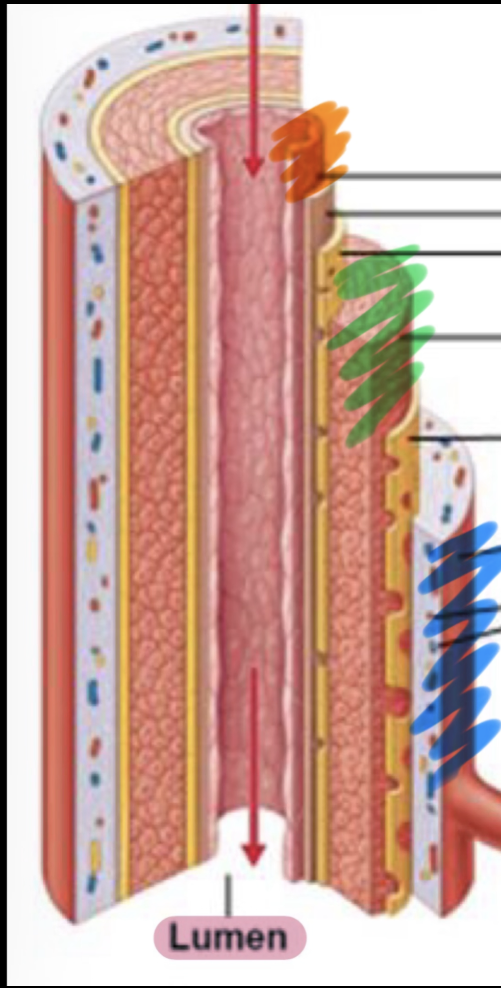<p>what layer of an artery/vein is highlighted in blue?</p>