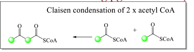 <p>how can isotopic labelling of the acetyl CoA and the mechanism show that hygrine is made up of acetate </p>