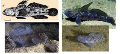 <p>Black goby</p>