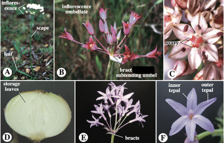 <p>Family Alliaceae (order, common name, traits)</p>